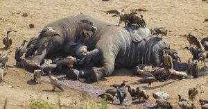 Commerce illégal des espèces protégées : les éléphants, risque croissant d’extinction