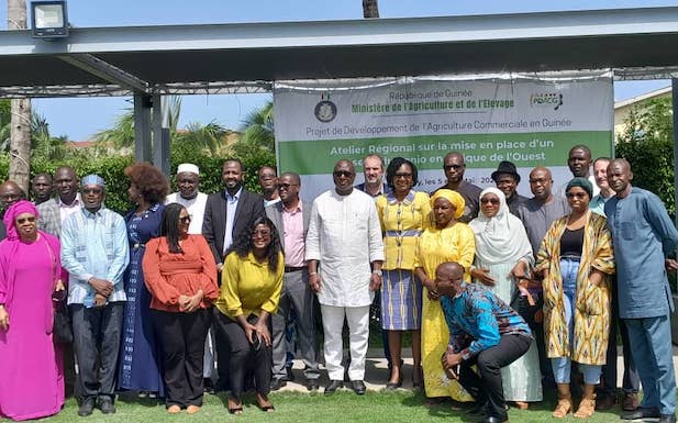 Conakry accueille un atelier régional pour la création du Réseau du Fonio en Afrique de l'Ouest