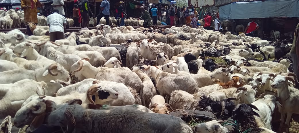 Vente de bétail à l’approche de la Tabaski : Les vendeurs de Yembeya lancent un appel aux fidèles musulmans